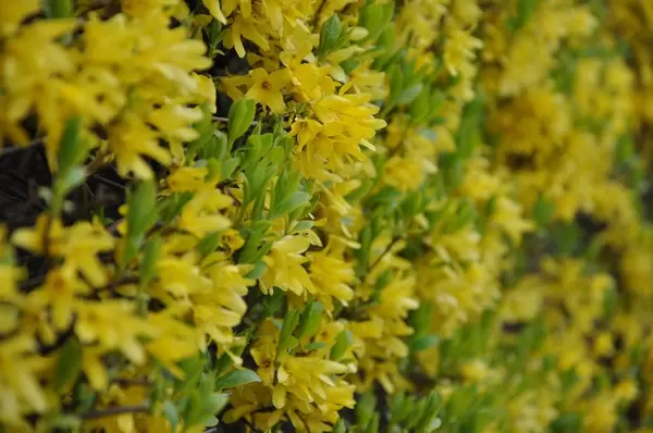 Blütenstrauch mit gelben Blumen