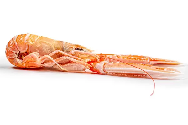 Boiled lobster on white background