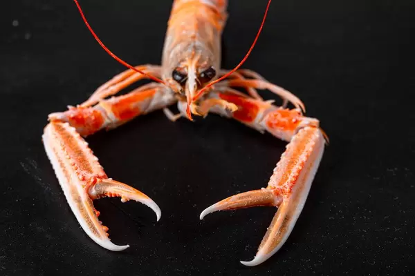 Boiled red lobster on a black background with open claws, front view (Flip 2020)