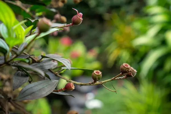 Bokeh Photo of Branches of Princess Flowers with other Plants and Pond in the Background