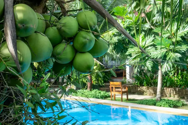 Bokeh Photo of Coconuts on a Palm Tree with Swimming Pool and Garden in the Background at a Hotel in Phu Quoc, Vietnam