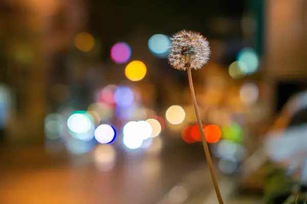 Bokeh Photo of Dandelion with many Lights in the Background