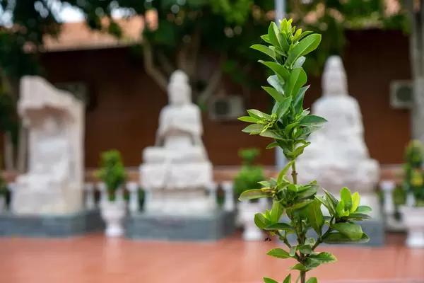 Bokeh Photo of Green Leaves of a Plant with Buddha Statues in the Background at Truc Lam Phuong Nam Zen Monastery in Can Tho, Vietnam