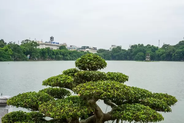 Bonsai mit Turle Tower im Hintergrund in Hanoi