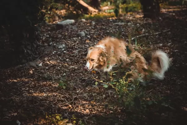Border Collie auf Laub bedecktem Waldboden