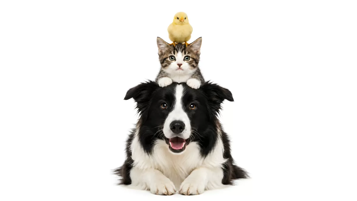 Border Collie mit Kätzchen und Küken übereinander