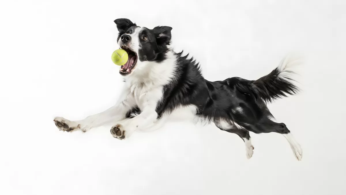 Border Collie springt mit Tennisball im Maul