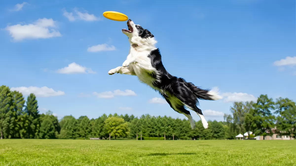 Border Collie springt nach gelbem Frisbee im Park
