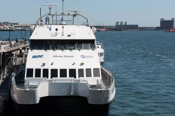 Boston Whale Watch