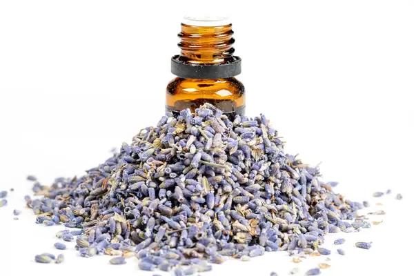 Bottle of essential oil and lavender flowers on white background