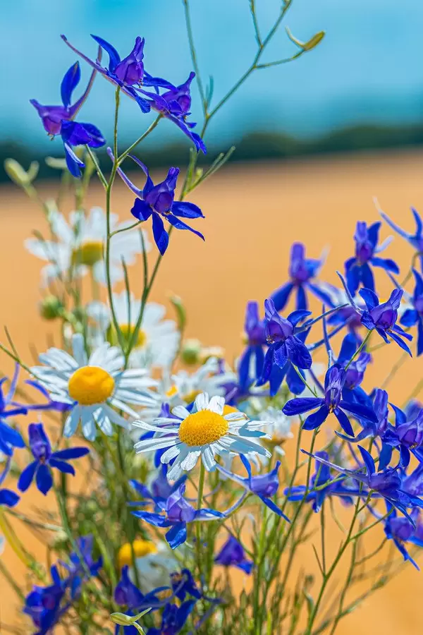 Bouquet of field flowers of daisies and Larkspur field (Flip 2019)