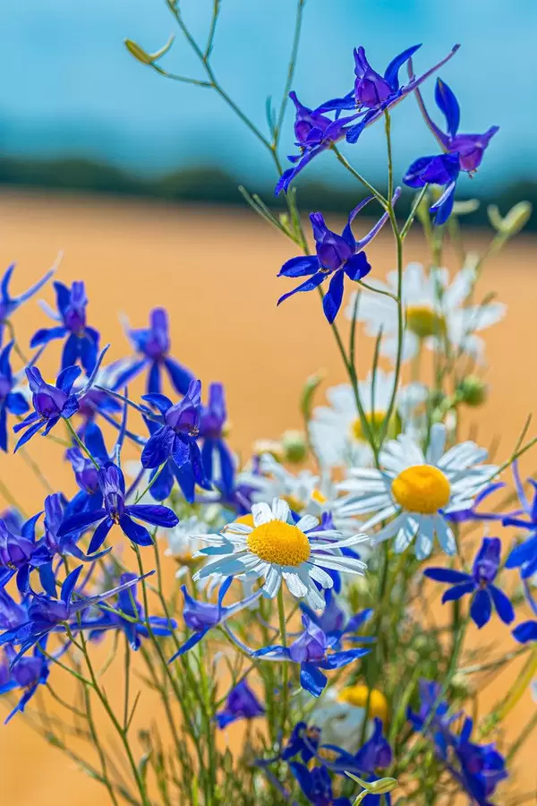 Bouquet of field flowers of daisies and Larkspur field