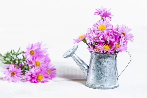Bouquet of lilac flowers in a sprinkler on a white background