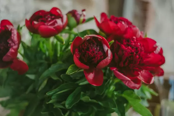 Bouquet of Peonies