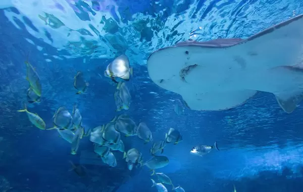 Bowmouth Guitarfish in Tropicarium Budapest
