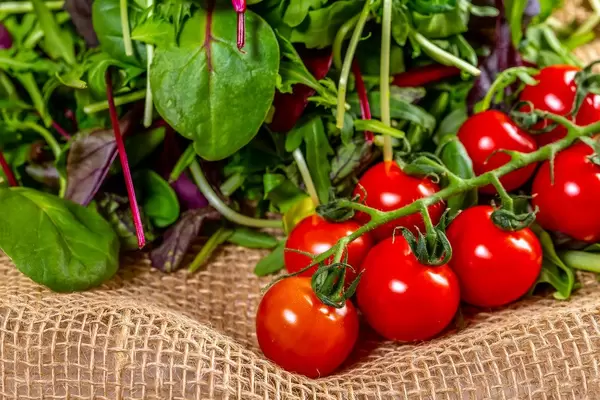 Branch of cherry tomatoes with rocket leaves, Basil and lettuce on the burlap (Flip 2019)