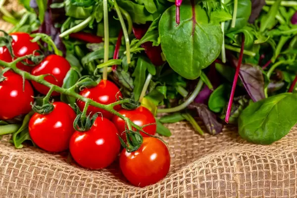 Branch of cherry tomatoes with rocket leaves, Basil and lettuce on the burlap