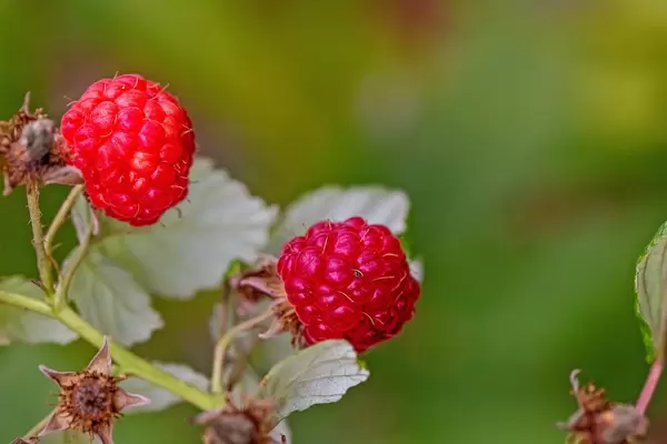 branch of ripe raspberries in a garden