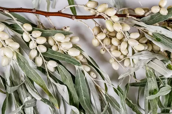 Branch with berries of sea buckthorn and green leaves