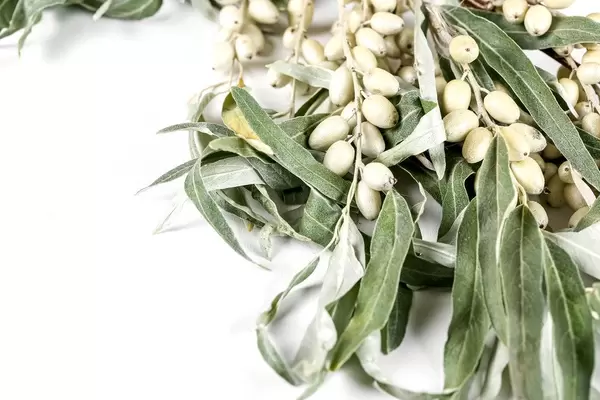 Branch with berries of sea buckthorn and leaves on white background