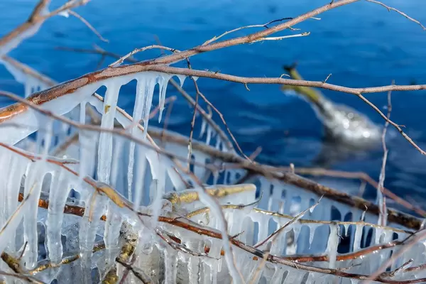 Branches covered in icicles