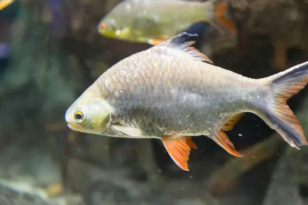 Brassenbarbe (Barbus pentazona schwanefeldi) im Shedd Aquarium