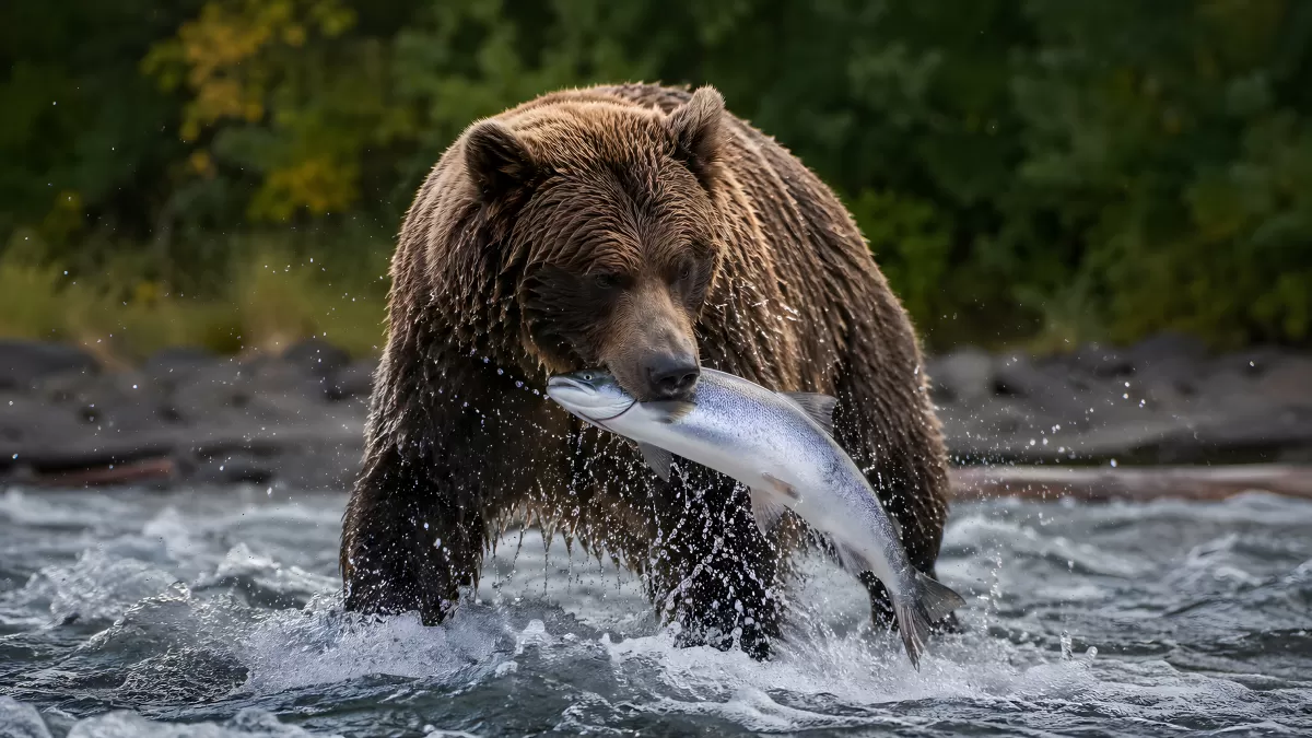 Braunbär fängt Lachs im reißenden Fluss