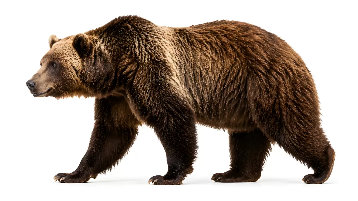 Braunbär läuft in Seitenansicht auf weißem Hintergrund