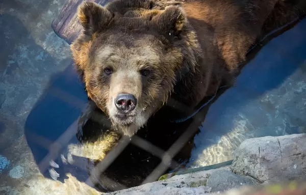 Braunbär hinter Metallgitter