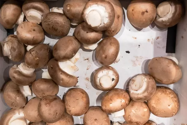 Braune Champignons in einer Kartonschachtel