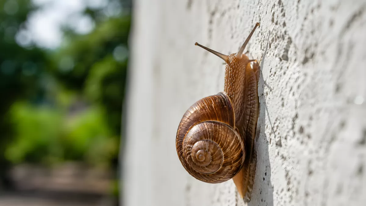 Braune Gartenschnecke klettert an weißer Mauer