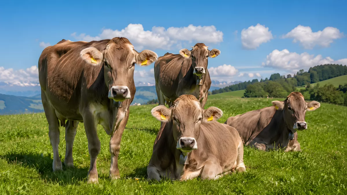 Braune Kühe auf grüner Almwiese im Sommer