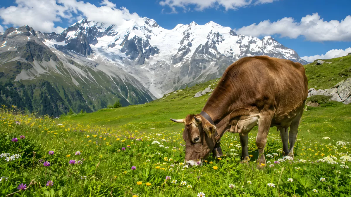 Braune Kuh grast auf Alpenwiese mit Bergpanorama