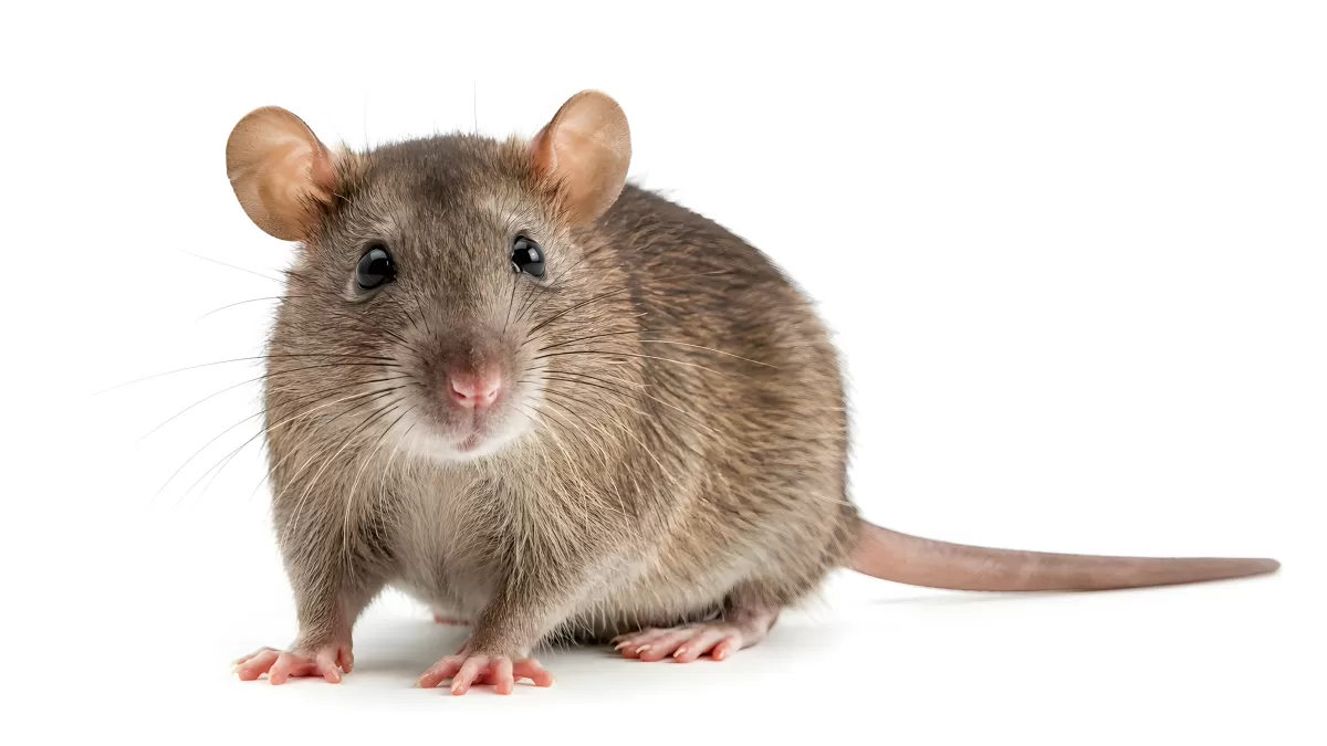 Braune Ratte auf weißem Hintergrund – Nahaufnahme