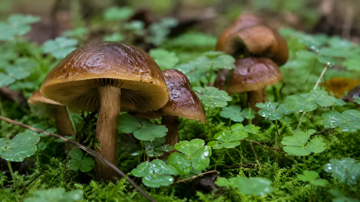 Braune Waldpilze auf Moos nach dem Regen