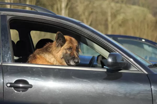 Großer Hund als Beifahrer: Brauner Hund auf Beifahrersitz
