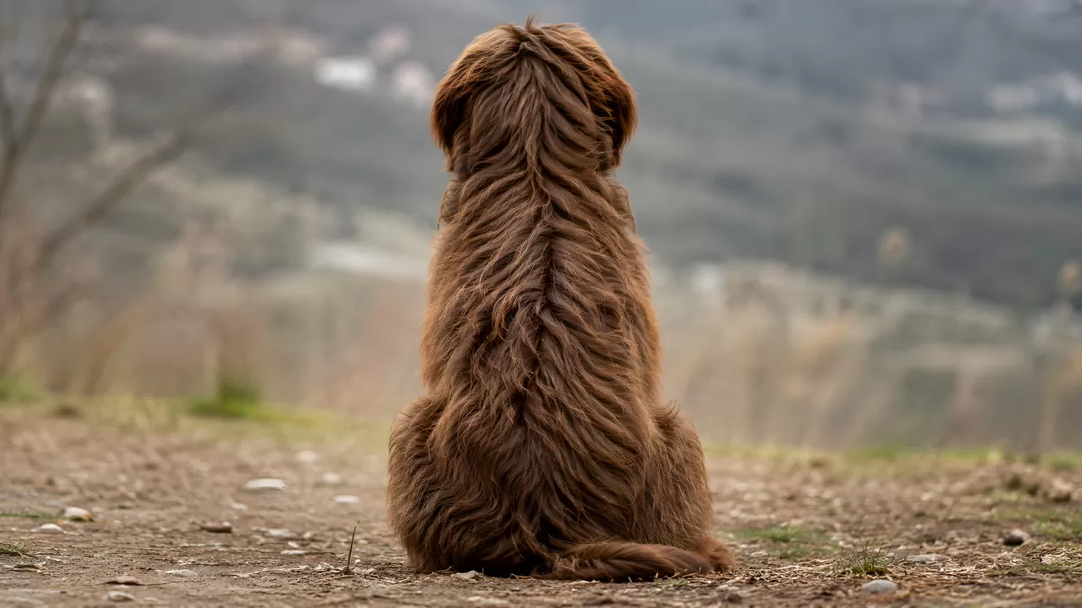 Brauner Hund sitzt nachdenklich vor Berglandschaft
