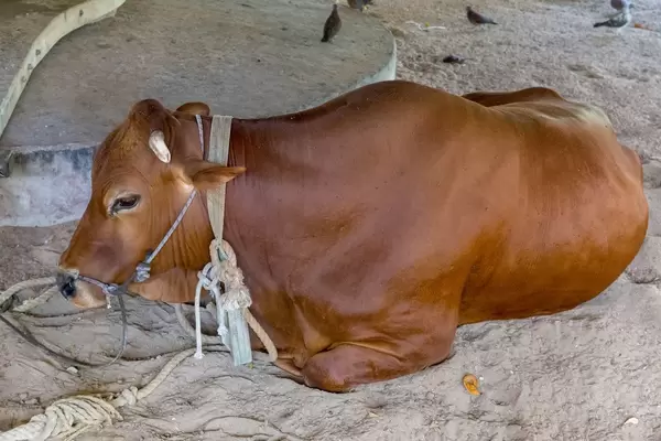 Brauner Ochse wird auf den Seychellen zum Antrieb einer traditionellen Kokosnuss-Mühle auf der L'Union Estate Farm auf La Digue genutzt