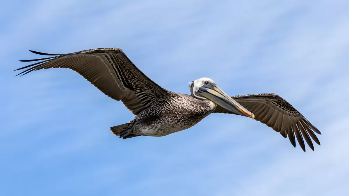 Brauner Pelikan im Gleitflug vor blauem Himmel