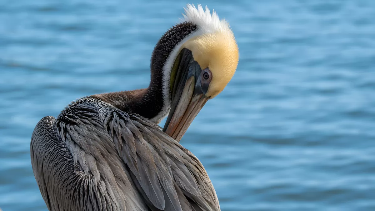 Brauner Pelikan putzt sein Gefieder am Wasser