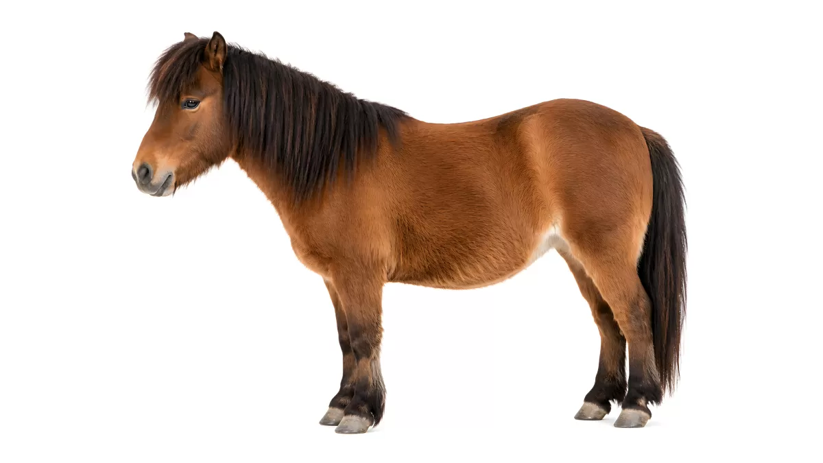 Braunes Shetlandpony mit schwarzer Mähne im Porträt