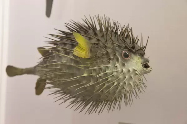 Braunflecken-Igelfisch / long-spined porcupine fish