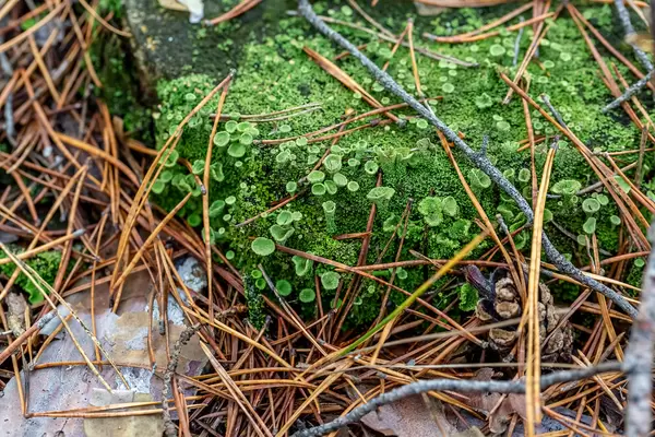 Bright inedible green mushrooms with moss on a wooden stump