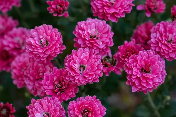 Bright pink chrysanthemum flowers outdoors