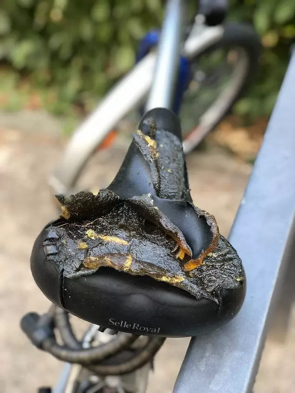 Broken, torn bicycle saddle