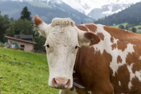 Brown and white cow, close-up in alpine setting with snowcapped mountains in the background
