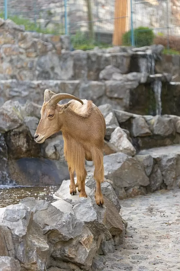 Brown Mountain Goat standing on the rock