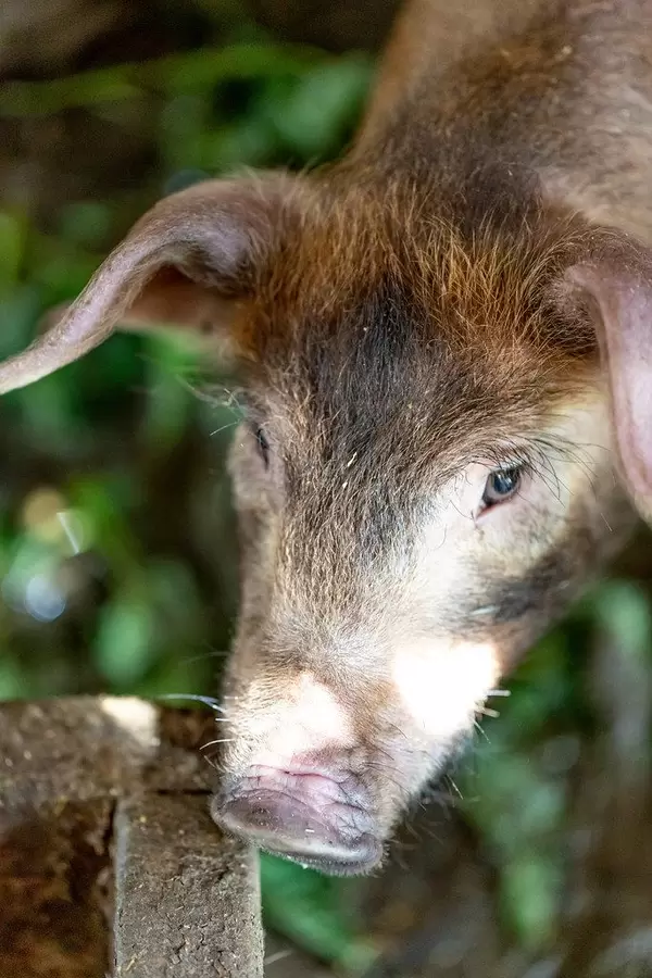Brown pig in the barn