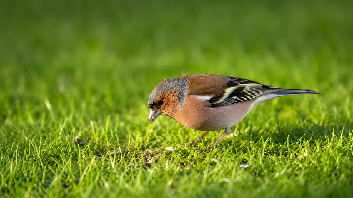 Buchfink sucht Nahrung im grünen Gras