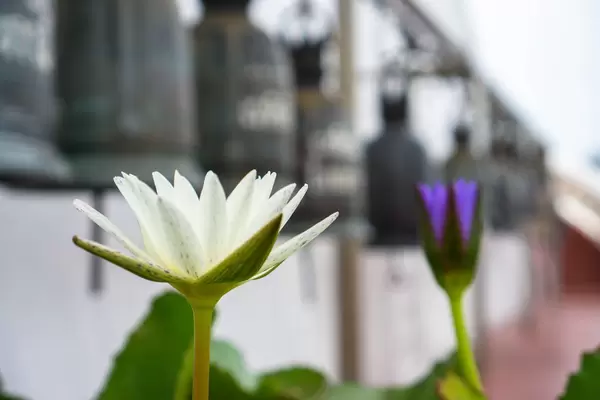 Buddhist Temple in Bangkok